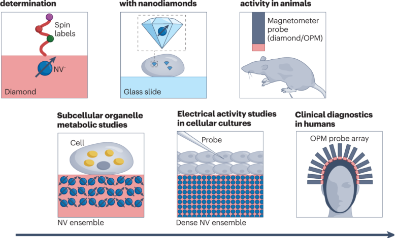 How to Develop and Use Quantum Sensors for Medicine in 2023