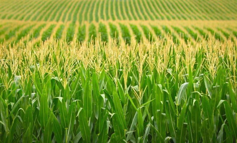 How to Incorporate Genetic Engineering in Agriculture in 2023