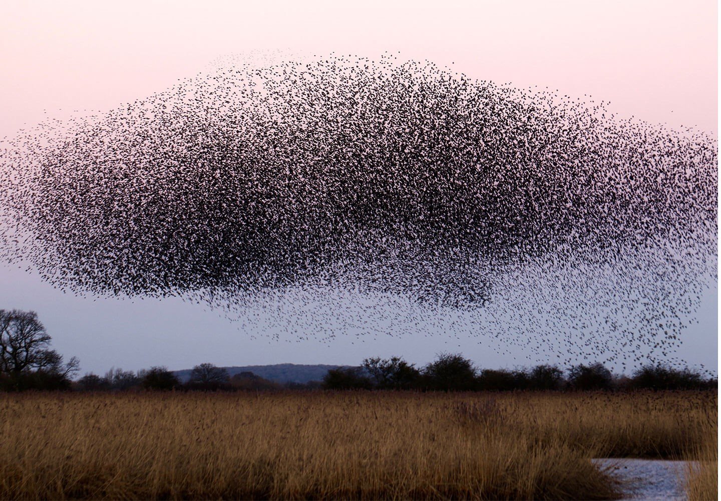 How to Integrate Swarm Intelligence in Decision Making in 2023